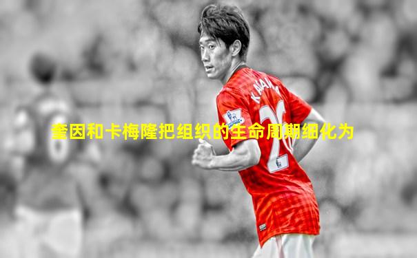 奎因和卡梅隆把组织的生命周期细化为